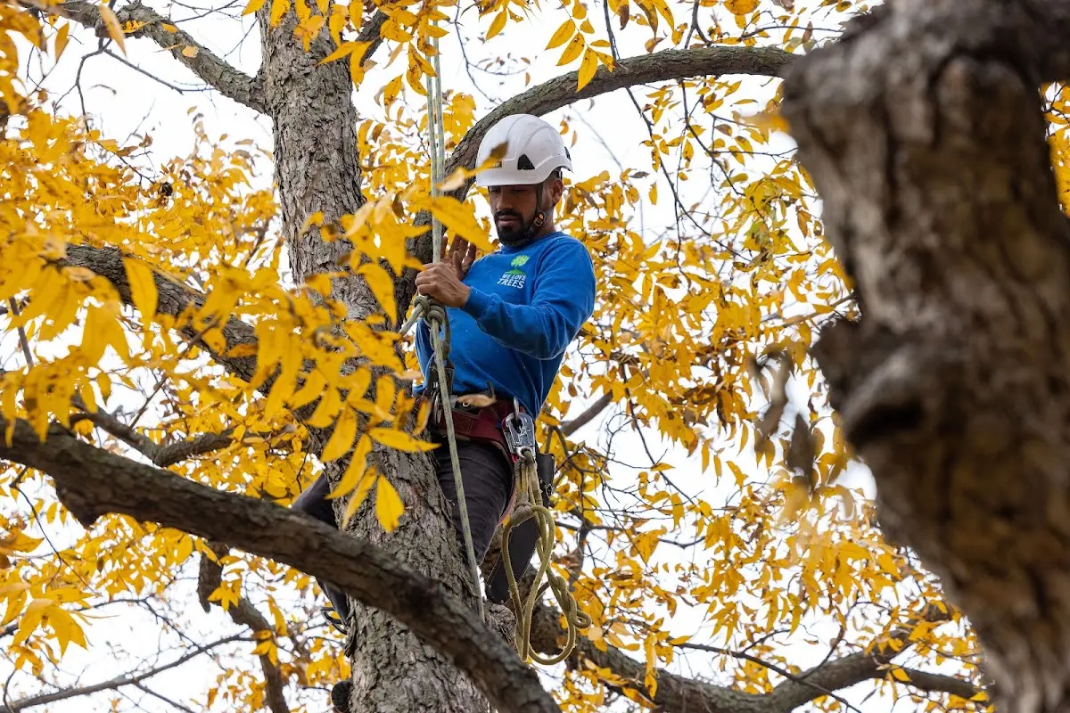 Skilled Tree Trimming crew working in Hancock